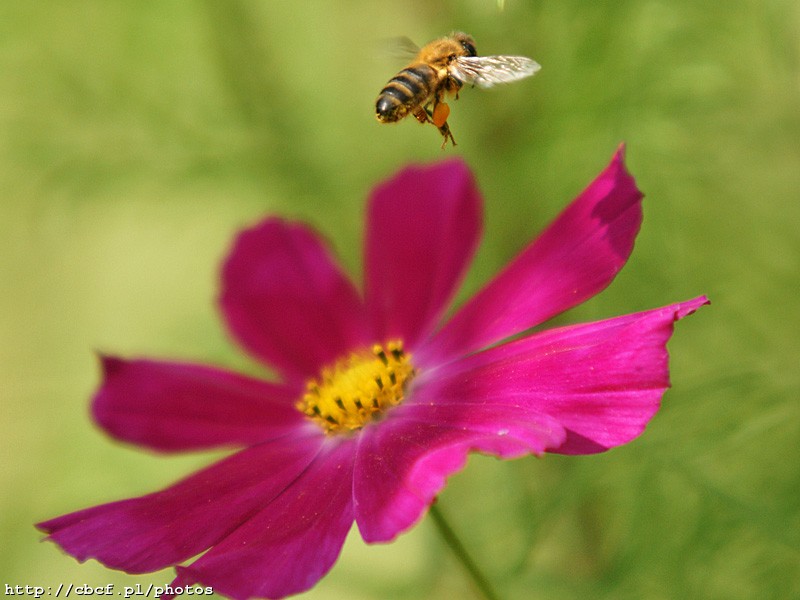 2009-07-28 Natura